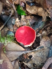 Sarcoscypha macaronesica