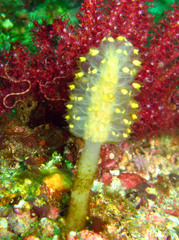 Sycozoa
