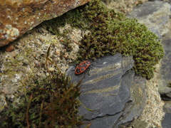 Pyrrhocoris apterus