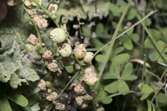 Asphondylia verbasci