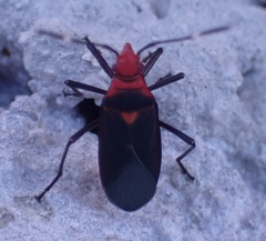 Dysdercus fulvoniger