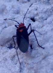 Dysdercus fulvoniger