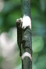 Anolis capito