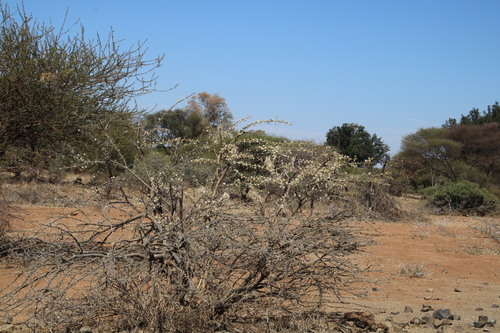 Hairy-Pod Thorn (Vachellia stuhlmannii)