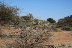 Vachellia stuhlmannii
