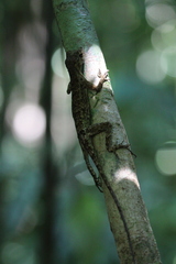 Anolis capito