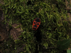 Pyrrhocoris apterus