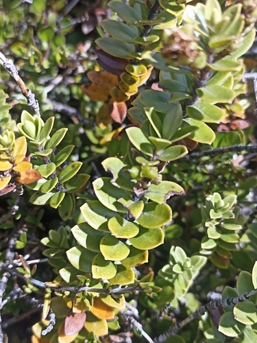 Image of Veronica canterburiensis by (c) Oscar Dove, some rights reserved (CC BY)