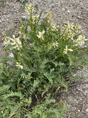 Astragalus pomonensis