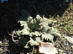 Salvia aethiopis