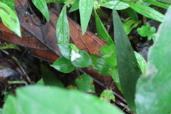 Tripogandra serrulata