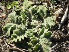 Verbascum sinuatum