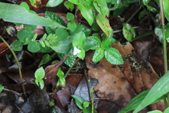 Tripogandra serrulata