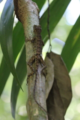 Anolis capito