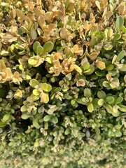 Buxus microphylla