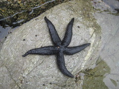 Asteriidae