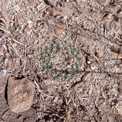 Mammillaria uncinata