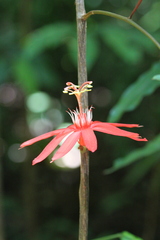 Passiflora vitifolia
