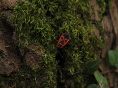 Pyrrhocoris apterus