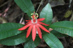 Passiflora vitifolia