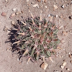 Ferocactus latispinus