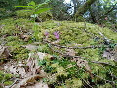 Calypso bulbosa
