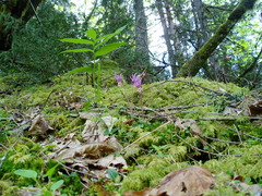 Calypso bulbosa
