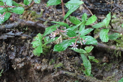 Cuphea racemosa