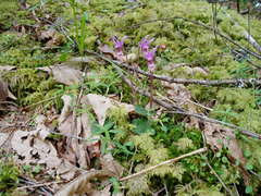 Calypso bulbosa