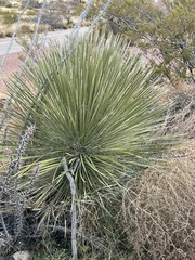 Yucca elata