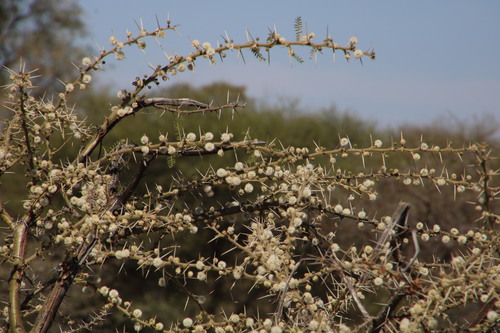 Image of Vachellia stuhlmannii by (c) Tony Rebelo, some rights reserved (CC BY-SA)