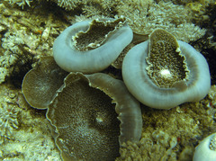 Amplexidiscus fenestrafer