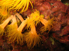Dendrophyllia