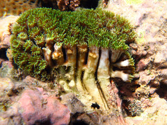 Galaxea fascicularis