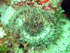 Heteractis aurora
