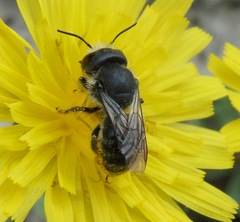 Osmia latreillei