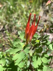 Aquilegia elegantula