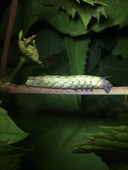 Amphion floridensis