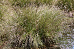 Carex secta