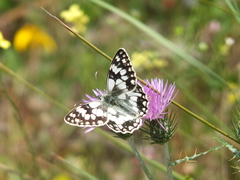Melanargia lucasi