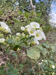 Ipomoea corymbosa