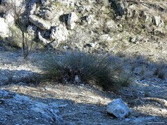 Macrochloa tenacissima