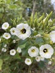 Ipomoea corymbosa