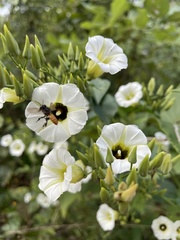 Ipomoea corymbosa