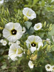Ipomoea corymbosa