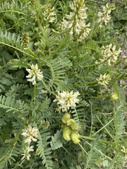 Astragalus pomonensis