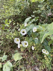 Ipomoea corymbosa