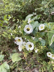 Ipomoea corymbosa