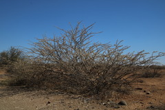 Vachellia stuhlmannii