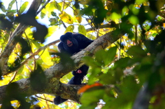 Chiropotes albinasus